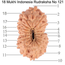 Load image into Gallery viewer, 18 Mukhi Rudraksha from Indonesia - Bead No. 121