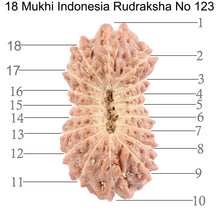 Load image into Gallery viewer, 18 Mukhi Rudraksha from Indonesia - Bead No. 123