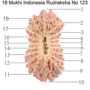 18 Mukhi Rudraksha from Indonesia - Bead No. 123