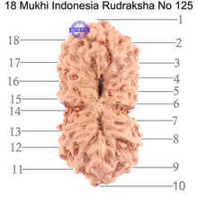 Load image into Gallery viewer, 18 Mukhi Rudraksha from Indonesia - Bead No. 125