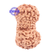 Load image into Gallery viewer, 18 Mukhi Rudraksha from Indonesia - Bead No. 125