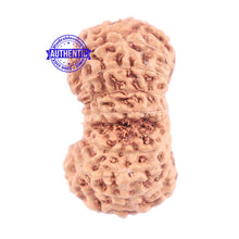 Load image into Gallery viewer, 18 Mukhi Rudraksha from Indonesia - Bead No. 125