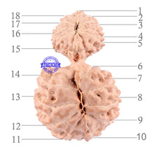 Load image into Gallery viewer, 18 Mukhi Gaurishankar Rudraksha from Indonesia - Bead No. 129