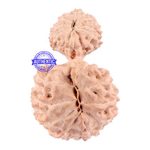 Load image into Gallery viewer, 18 Mukhi Gaurishankar Rudraksha from Indonesia - Bead No. 129