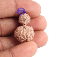 Load image into Gallery viewer, 18 Mukhi Gaurishankar Rudraksha from Indonesia - Bead No. 129