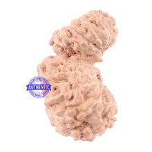 Load image into Gallery viewer, 18 Mukhi Gaurishankar Rudraksha from Indonesia - Bead No. 129