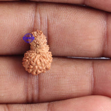 Load image into Gallery viewer, 18 Mukhi Rudraksha from Indonesia - Bead No. 135