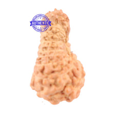 Load image into Gallery viewer, 18 Mukhi Rudraksha from Indonesia - Bead No. 135