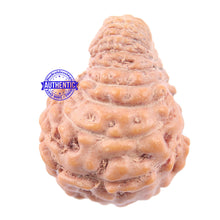 Load image into Gallery viewer, 18 Mukhi Rudraksha from Indonesia - Bead No 137