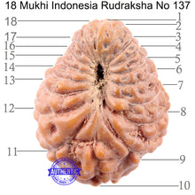 Load image into Gallery viewer, 18 Mukhi Rudraksha from Indonesia - Bead No 137
