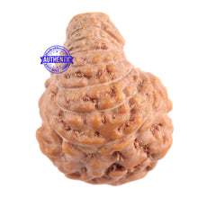 Load image into Gallery viewer, 18 Mukhi Rudraksha from Indonesia - Bead No 137