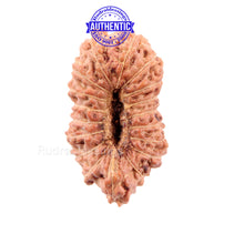 Load image into Gallery viewer, 18 Mukhi Rudraksha from Indonesia - Bead No. 140
