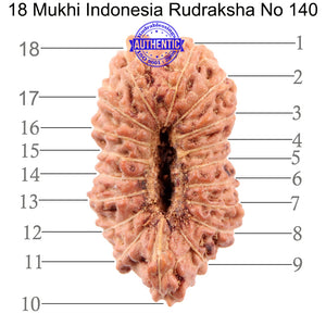 18 Mukhi Rudraksha from Indonesia - Bead No. 140