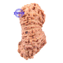 Load image into Gallery viewer, 18 Mukhi Rudraksha from Indonesia - Bead No. 140
