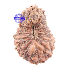 Load image into Gallery viewer, 18 Mukhi Rudraksha from Indonesia - Bead No 144
