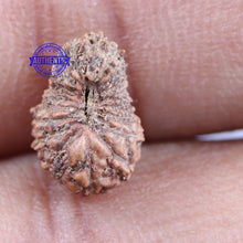 Load image into Gallery viewer, 18 Mukhi Rudraksha from Indonesia - Bead No 144
