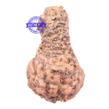Load image into Gallery viewer, 18 Mukhi Rudraksha from Indonesia - Bead No 144