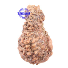 Load image into Gallery viewer, 18 Mukhi Rudraksha from Indonesia - Bead No 144