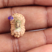 Load image into Gallery viewer, 18 Mukhi Rudraksha from Indonesia - Bead No. 147