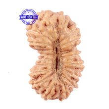 Load image into Gallery viewer, 18 Mukhi Rudraksha from Indonesia - Bead No. 70