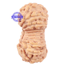 Load image into Gallery viewer, 18 Mukhi Rudraksha from Indonesia - Bead No. 70
