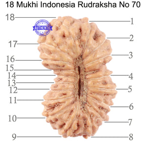 18 Mukhi Rudraksha from Indonesia - Bead No. 70