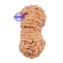 Load image into Gallery viewer, 18 Mukhi Rudraksha from Indonesia - Bead No. 70