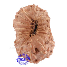 Load image into Gallery viewer, 18 Mukhi Rudraksha from Indonesia - Bead No. 116