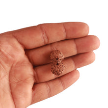 Load image into Gallery viewer, 18 Mukhi Gaurishankar Rudraksha from Indonesia - Bead No. 176