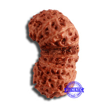 Load image into Gallery viewer, 18 Mukhi Gaurishankar Rudraksha from Indonesia - Bead No. 176