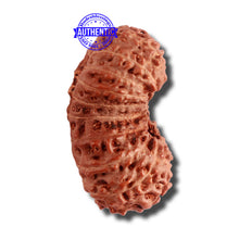 Load image into Gallery viewer, 18 Mukhi Gaurishankar Rudraksha from Indonesia - Bead No. 176