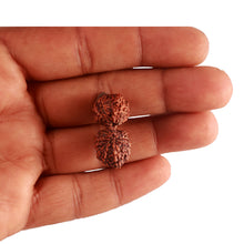 Load image into Gallery viewer, 18 Mukhi Gaurishankar Rudraksha from Indonesia - Bead No. 178