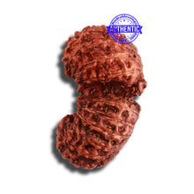 Load image into Gallery viewer, 18 Mukhi Gaurishankar Rudraksha from Indonesia - Bead No. 178