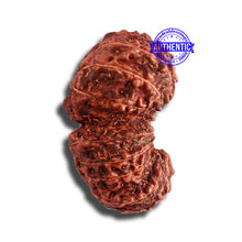 Load image into Gallery viewer, 18 Mukhi Gaurishankar Rudraksha from Indonesia - Bead No. 178
