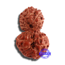 Load image into Gallery viewer, 18 Mukhi Gaurishankar Rudraksha from Indonesia - Bead No. 179