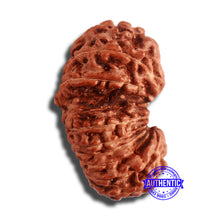 Load image into Gallery viewer, 18 Mukhi Gaurishankar Rudraksha from Indonesia - Bead No. 180