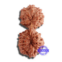 Load image into Gallery viewer, 18 Mukhi Gaurishankar Rudraksha from Indonesia - Bead No. 181