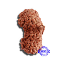 Load image into Gallery viewer, 18 Mukhi Gaurishankar Rudraksha from Indonesia - Bead No. 181