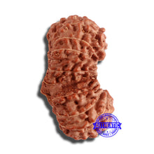 Load image into Gallery viewer, 18 Mukhi Gaurishankar Rudraksha from Indonesia - Bead No. 181