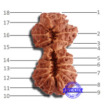 Load image into Gallery viewer, 18 Mukhi Gaurishankar Rudraksha from Indonesia - Bead No. 184