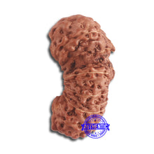 Load image into Gallery viewer, 18 Mukhi Gaurishankar Rudraksha from Indonesia - Bead No. 186