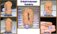 Load image into Gallery viewer, 18 Mukhi Rudraksha from Indonesia - Bead No. 28
