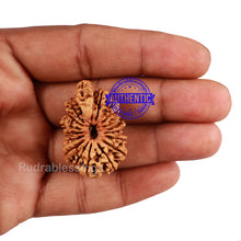 Load image into Gallery viewer, 18 Mukhi Ganesha Rudraksha from Nepal - Bead No. 46
