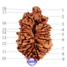 Load image into Gallery viewer, 18 Mukhi Ganesha Rudraksha from Nepal - Bead No. 46