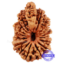 Load image into Gallery viewer, 18 Mukhi Ganesha Rudraksha from Nepal - Bead No. 46