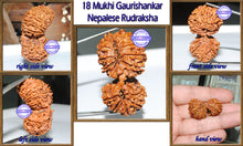 Load image into Gallery viewer, 18 Mukhi Gaurishankar Rudraksha from Nepal