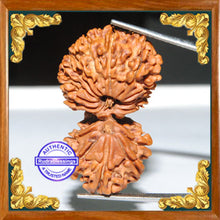 Load image into Gallery viewer, 18 Mukhi Gaurishankar Rudraksha from Nepal