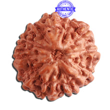 Load image into Gallery viewer, 11 Mukhi Indonesian Rudraksha - Bead No. 196