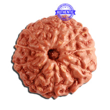 Load image into Gallery viewer, 11 Mukhi Indonesian Rudraksha - Bead No. 204