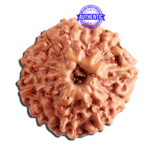 Load image into Gallery viewer, 11 Mukhi Indonesian Rudraksha - Bead No. 206
